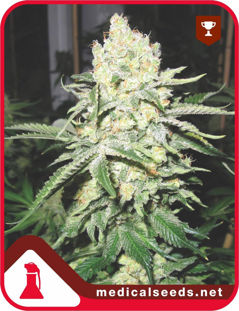 Medical seeds no name fem x3+2