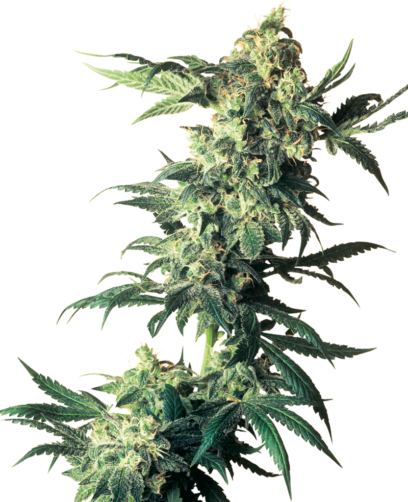 Sensi seeds northern light fem x3