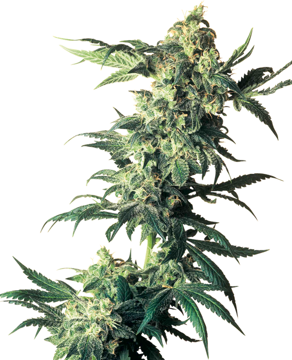 Sensi seeds northern light fem x3