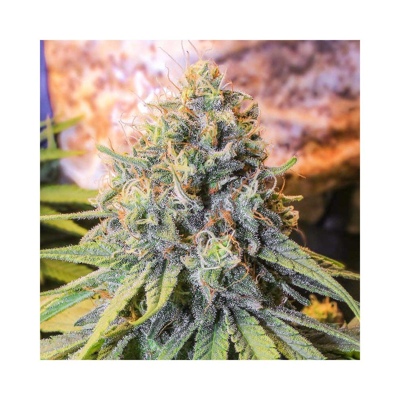 Eva seeds only CBD fem x3