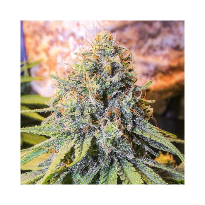 Eva seeds only CBD fem x3