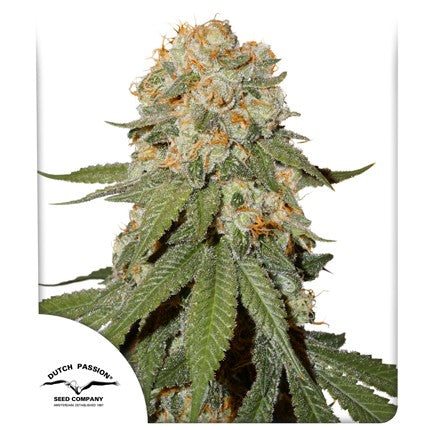 Dutch passion Orange bud fem x3