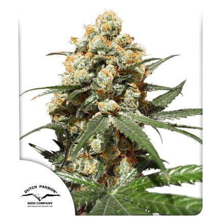 Dutch passion Orange hill special fem x3