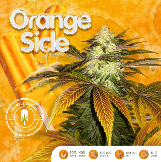 T.H seeds orangesicle x2 fem