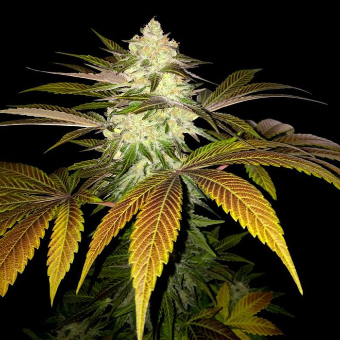 T.H seeds orangesicle x2 fem