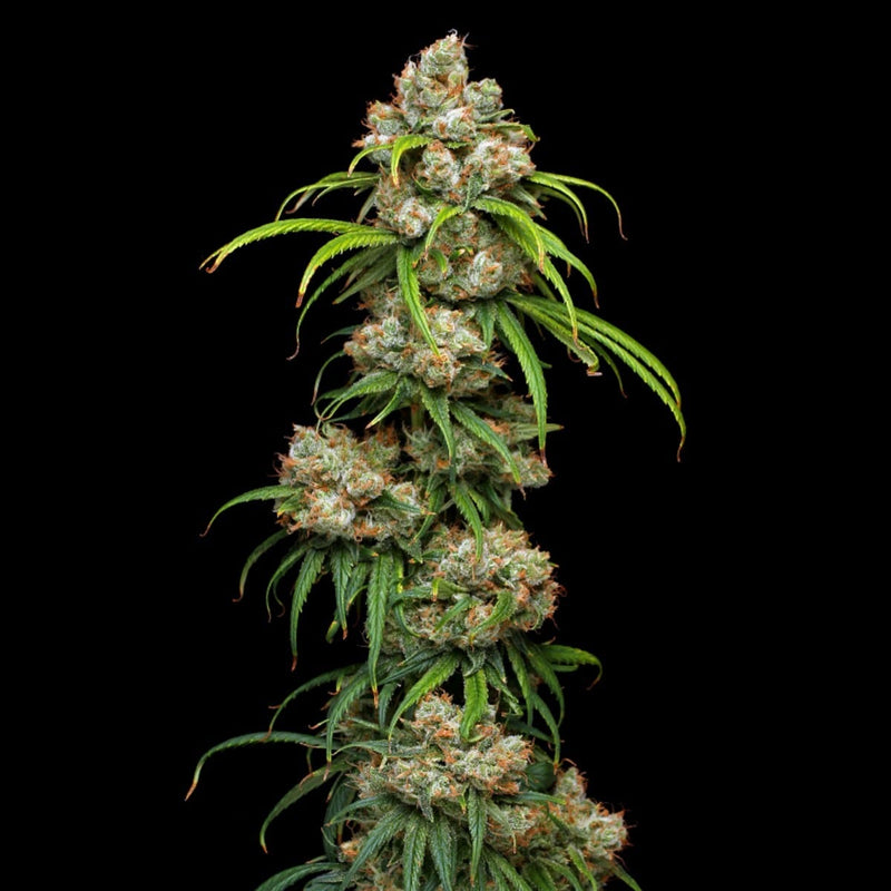 phat panda pineapple x x3 fem