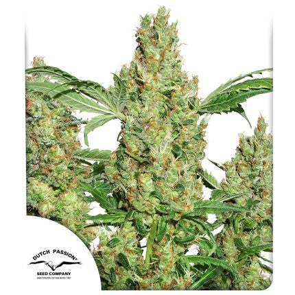 Dutch passion power plant fem x3