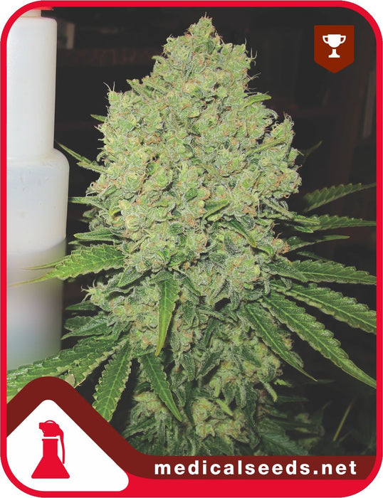 Medical seeds prozack fem x3+2