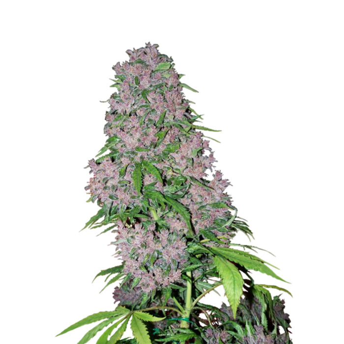 Buddha seeds purple kush fem x3