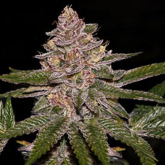 Ripper seeds radical juice fem x3