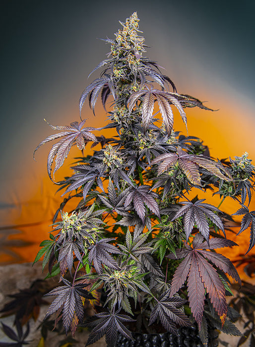 Sweet seeds auto red gorilla girl xl x3+1