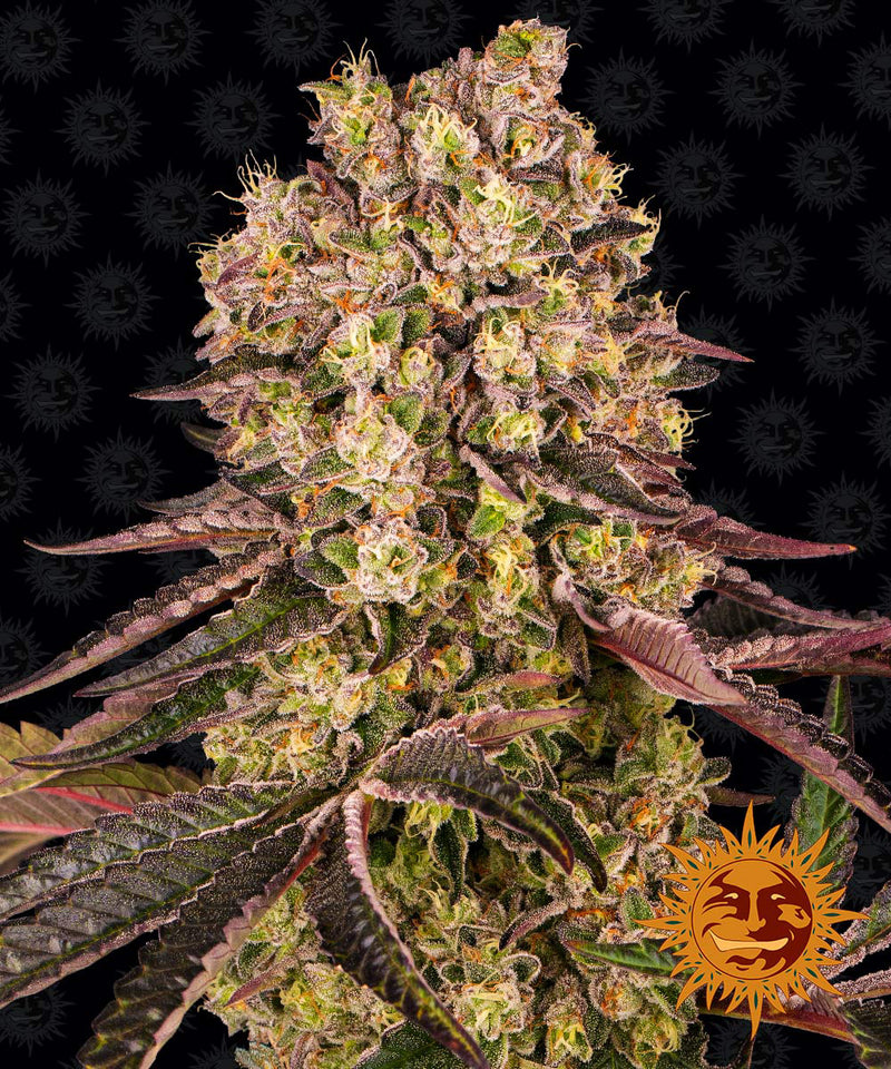 barneys farm RUNTZ MUFFIN fem x3