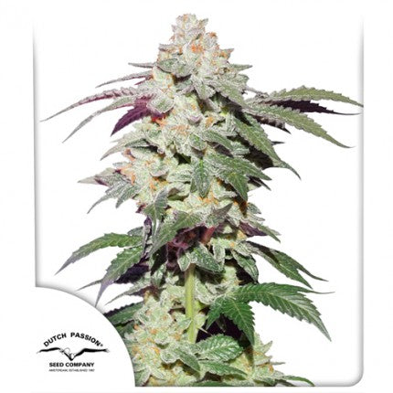 Dutch passion skywalker haze fem  x3