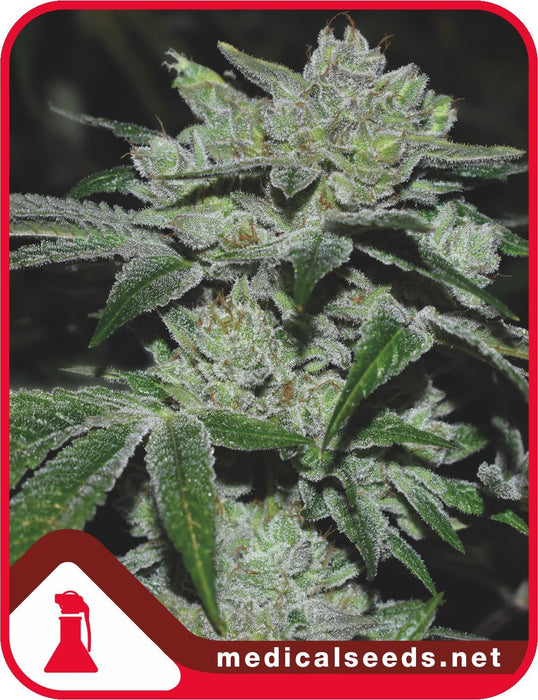 medical seeds sour glue fem x3+2