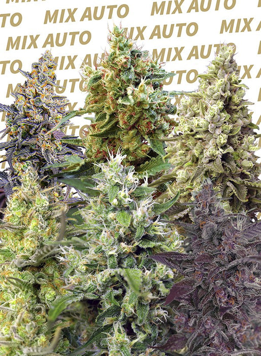 sweet seeds sweet mix AUTO x10