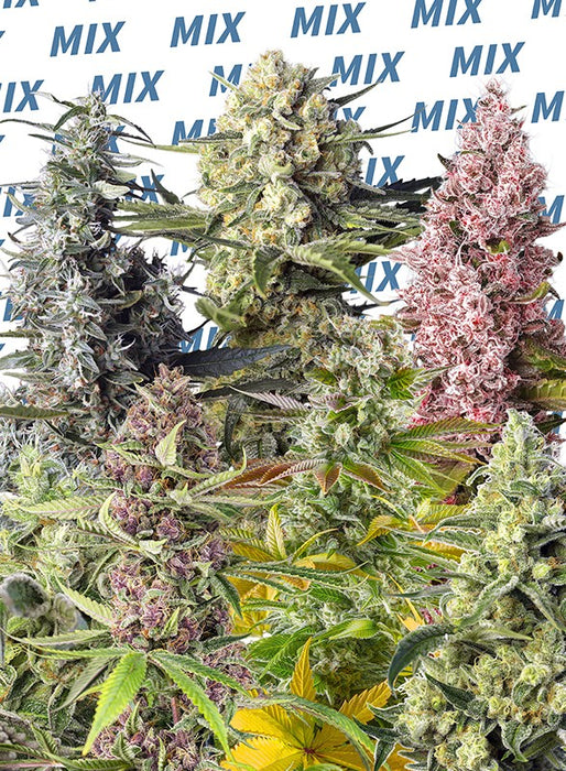 sweet seeds sweet mix fem x10