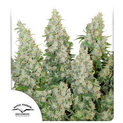 dutch passion auto think different x3