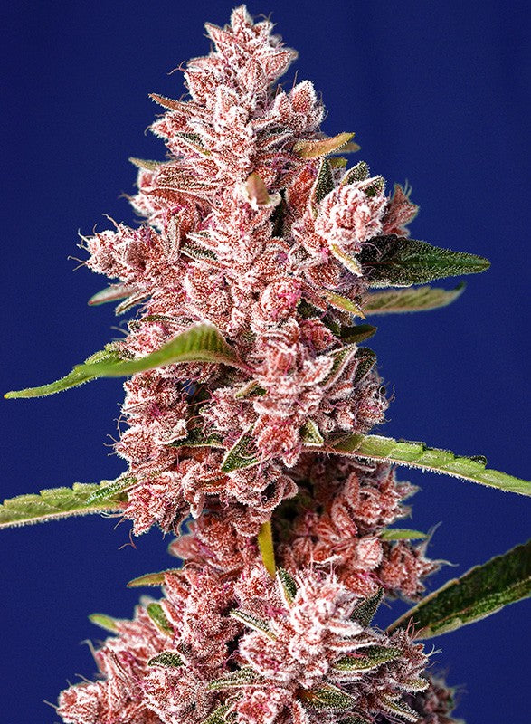 Sweet seeds tropicanna poison f1 fem x3+1