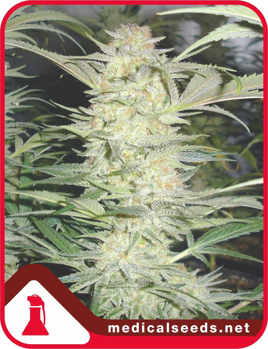 medical seeds White Widow fem x3+2