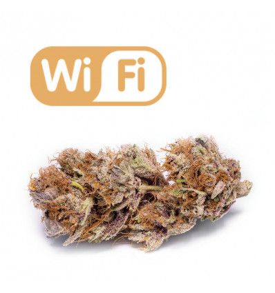 phat panda wifi x3 fem