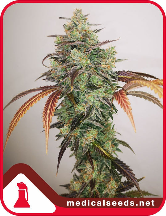 Medical seeds y griega CBD 2.0 fem x3