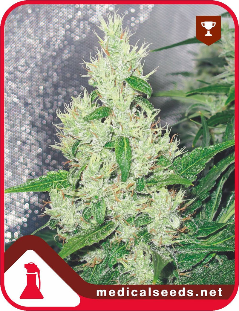 Medical seeds y griega fem x3+2