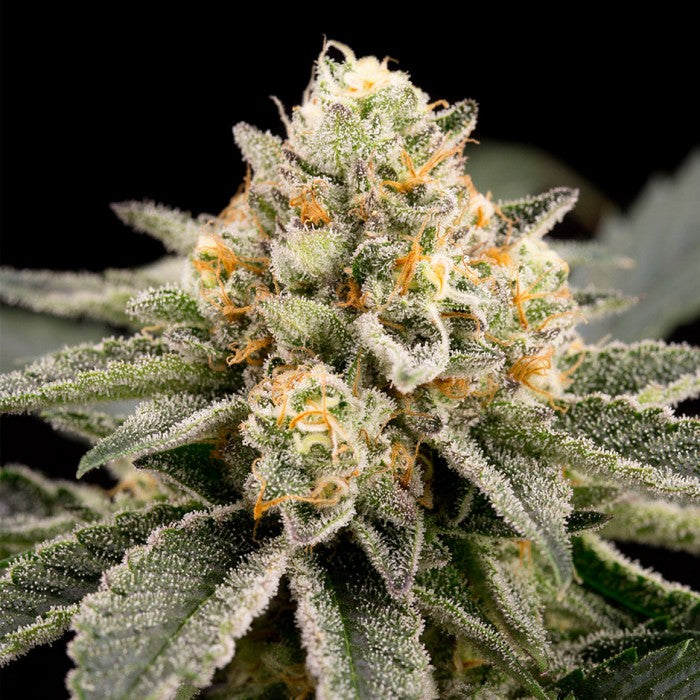 Ripper seeds zombie bride fem x3